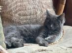Maine Coon dekkater zwart en rood kitten €100  kattenhotel, Dieren en Toebehoren, Katten en Kittens | Dekkaters, 0 tot 2 jaar
