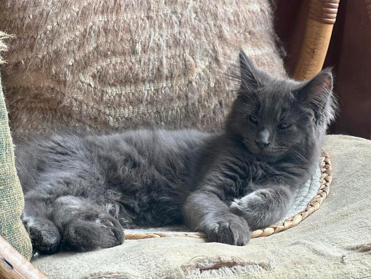 Maine Coon dekkater zwart crême-rood bleu kitten kattenhotel, Dieren en Toebehoren, Katten en Kittens | Dekkaters, 0 tot 2 jaar