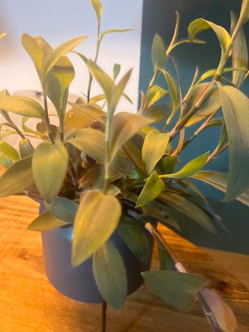 Tradescantia pallida - Purperhart kamerplant. Zonder pot! beschikbaar voor biedingen