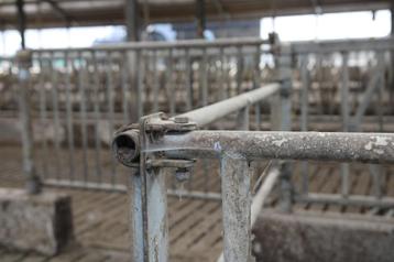 Vang en behandelbox voor koeien 2 stuks  beschikbaar voor biedingen