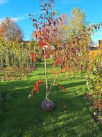 Slangenhuidesdoorn, Tuin en Terras, Planten | Bomen, Ophalen, Overige soorten