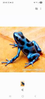 Paletarium/vivarium, Overige soorten, Met terrarium, 0 tot 2 jaar