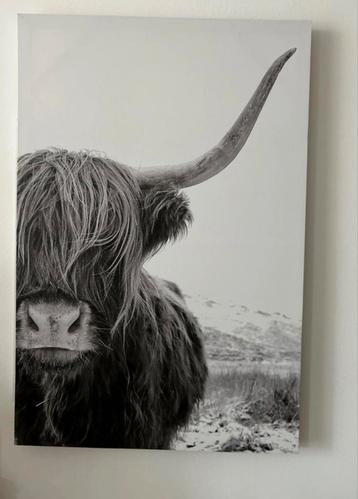 Schilderij met schotse hooglander beschikbaar voor biedingen