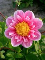 Dahlia, Ophalen of Verzenden