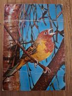 Dieren - Vogel - Goudvink, Ophalen of Verzenden, Gelopen, Vogel