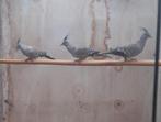 Australische kuifduiven, Dieren en Toebehoren, Vogels | Duiven, Mannelijk, Overige soorten