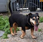 Staat ter dekking: laagbenige Jackrussel, Dieren en Toebehoren, Reu, Eén hond, 3 tot 5 jaar, Nederland