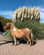 Super mooie makke mini Shetlander pony, Dieren en Toebehoren, Merrie, A pony (tot 1.17m), Gechipt, 0 tot 2 jaar