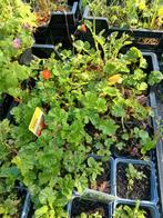 Geum oranje bloeiende, Tuin en Terras, Ophalen, Zomer, Overige soorten, Volle zon