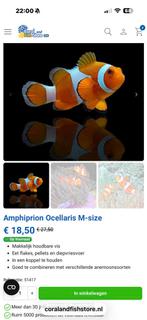 Drieband Anemoonvis, Vis, Zoutwatervis