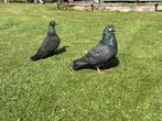 Zwarte sierduiven, Dieren en Toebehoren, Vogels | Duiven, Meerdere dieren