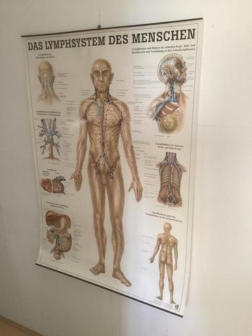 Poster Lymfesysteem Menselijk Lichaam beschikbaar voor biedingen