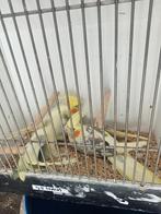 Diverse valkparkieten, Dieren en Toebehoren, Vogels | Parkieten en Papegaaien, Meerdere dieren, Parkiet