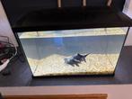 Aquarium inclusief vissen!, Dieren en Toebehoren, Vissen | Aquaria en Toebehoren, Ophalen, Zo goed als nieuw, Gevuld zoetwateraquarium