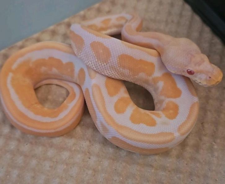 Koningspython- python regius- ballpython