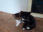 Lieve kitten poezen en kitten kater, Dieren en Toebehoren, Katten en Kittens | Overige Katten, Poes, 0 tot 2 jaar
