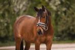Fokmerrie & recreatiepony na mooie sportjaren, Merrie