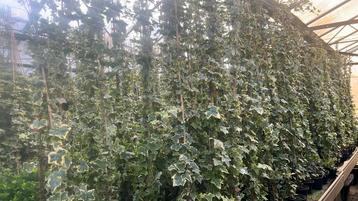 Hedera Goldchild 175/200 Gratis bezorgd vanaf 25 potten beschikbaar voor biedingen