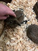 Jonge hangoor konijntjes, Dieren en Toebehoren, Meerdere dieren, Dwerg, Hangoor