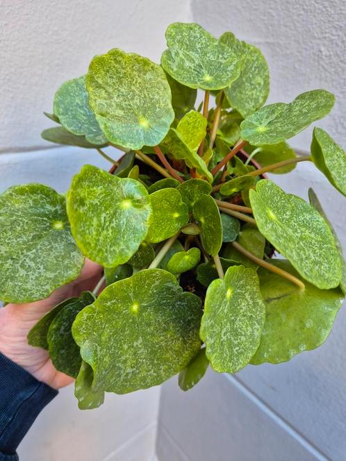 Pilea peperomioides Sugar p13, meerdere vergelijkbare exempl, Huis en Inrichting, Kamerplanten, Overige soorten, Minder dan 100 cm