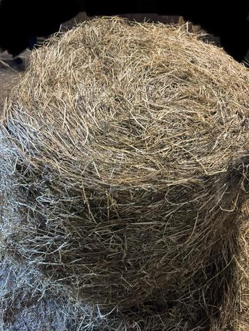 Midibalen eerste snee    Voordroog/ paarden kuil beschikbaar voor biedingen