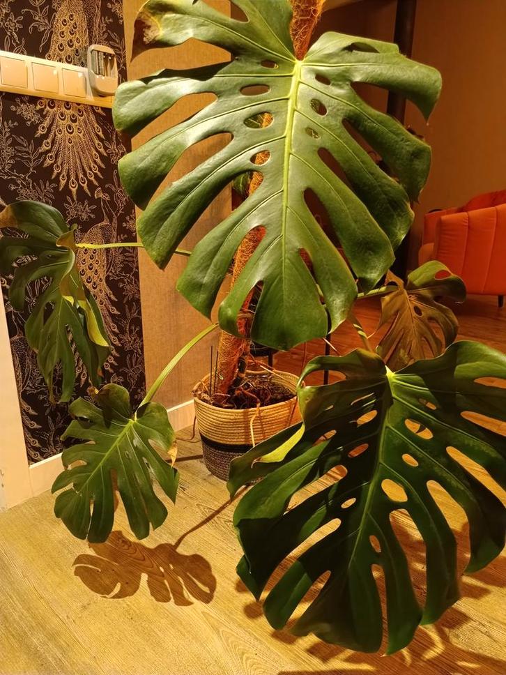 Monstera met mosstok, Huis en Inrichting, Kamerplanten, 100 tot 150 cm, Groene kamerplant, In pot, Ophalen