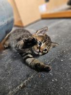Twee lieve kittens te koop, Dieren en Toebehoren, Katten en Kittens | Overige Katten, Meerdere dieren, Kortharig, 0 tot 2 jaar