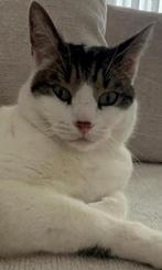 Kat, 0 tot 2 jaar