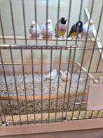 Wit bonte zebravinken, Dieren en Toebehoren, Vogels | Overige Vogels, Meerdere dieren