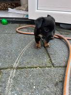Leuk black and tan reutje (6 week) pup puppy pups, Jack Russell Terriër, Reu, Eén hond, Nederland
