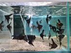 Zwarte Maanvissen, Pterophyllum Scalare Black, Vis, Zoetwatervis