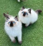 Fluffy en lieve ragdollkater met stamboom | mag verhuizen, Dieren en Toebehoren, Katten en Kittens | Raskatten | Langhaar, Kater