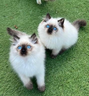 Fluffy en lieve ragdollkater met stamboom | mag verhuizen beschikbaar voor biedingen