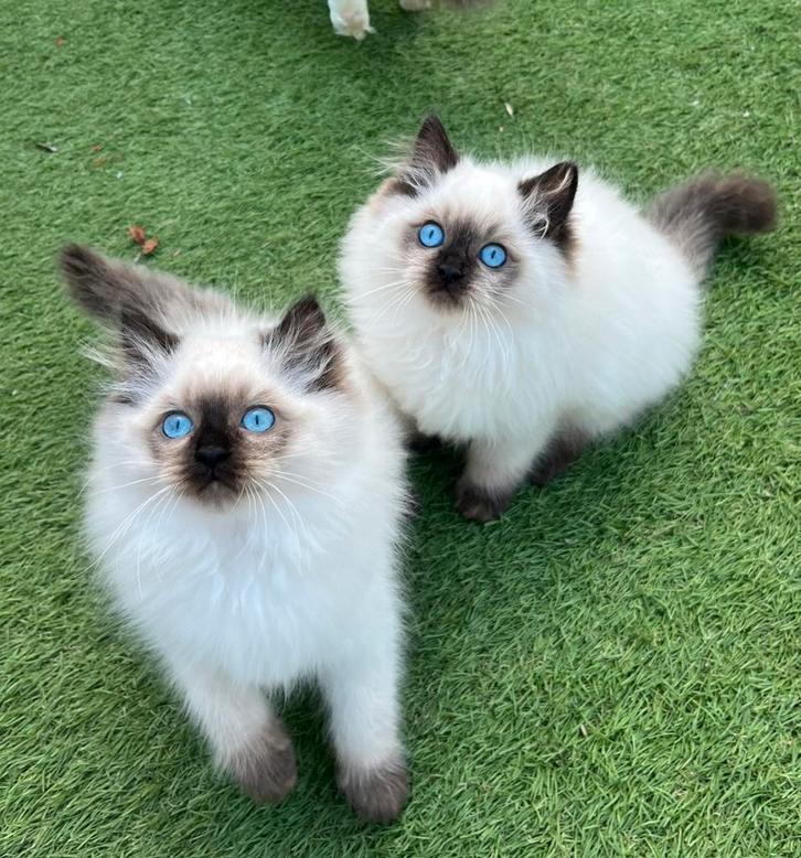 Fluffy en lieve ragdollkater met stamboom | mag verhuizen, Dieren en Toebehoren, Katten en Kittens | Raskatten | Langhaar, Kater
