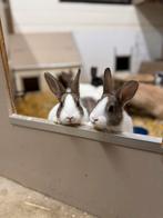 Jonge hollander konijn (ram), Dieren en Toebehoren, Meerdere dieren
