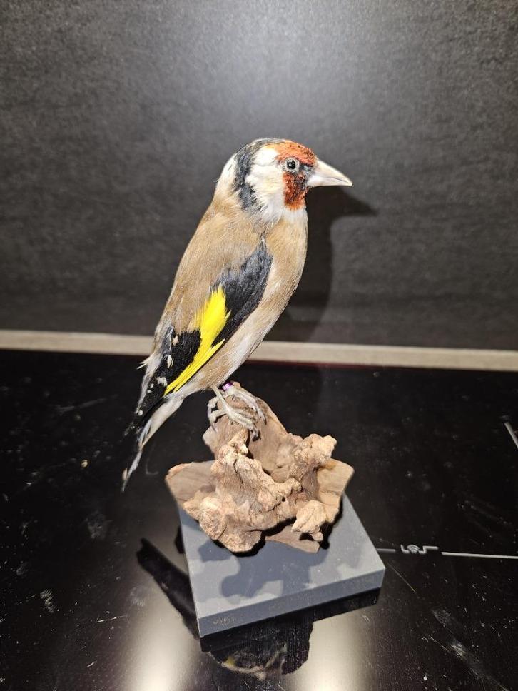 Prachtige wildkleur opgezette grote putter, Verzamelen, Dierenverzamelingen, Nieuw, Opgezet dier, Vogel, Ophalen of Verzenden