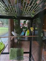 1 grasparkietjes ( gratis), Meerdere dieren, Parkiet