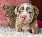 Bullforce Old English Bulldog pups, Nederland, Parvo, 8 tot 15 weken, Bulldog