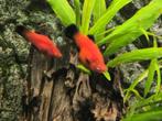 Molly's babys, Dieren en Toebehoren, Ophalen, Zo goed als nieuw, Terrarium of Paludarium