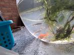 Swalmen (limburg) 10 á 12 verschillende visjes gratis, Dieren en Toebehoren, Karper of Koi