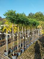 Bolacacia 150cm stam, Tuin en Terras, Planten | Bomen, Lente, 100 tot 250 cm, Ophalen, Volle zon