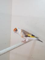 Majoor putter, Dieren en Toebehoren, Vogels | Overige Vogels, Vrouwelijk, Wildzangvogel