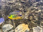 Cryptoheros altoflavus man te koop, Vis, Zoetwatervis