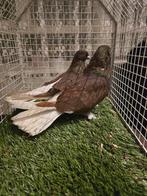 Takla duiven, Dieren en Toebehoren, Vogels | Duiven, Meerdere dieren