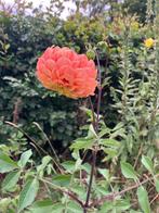 Enorme dahlia knollen oranje- geel. Ruilen ook leuk!, Tuin en Terras, Bloembollen en Zaden, Ophalen of Verzenden, Voorjaar, Volle zon