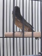 Twatwa poppen 0-3 2025 geringd met DNA, Dieren en Toebehoren, Vogels | Overige Vogels, Vrouwelijk, Tropenvogel, Geringd