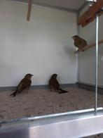 Groenlingen wildkleur, Dieren en Toebehoren, Vogels | Overige Vogels, Meerdere dieren, Wildzangvogel, Geringd