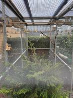 Raza kanaries, Meerdere dieren, Kleurkanarie