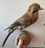 Mooie Opgezette Vlaamse gaai, Ophalen, Zo goed als nieuw, Vogel, Opgezet dier