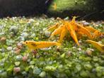 Neocaridina gele garnalen, Dieren en Toebehoren, Vissen | Aquariumvissen, Kreeft, Krab of Garnaal